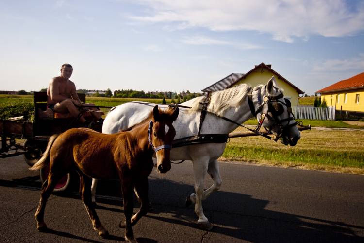 ﻿Traditionell. Man sieht in Ungarn noch ziemlich viele Pferdekutschen. Auch auf Verkehrsschildern übrigens.
