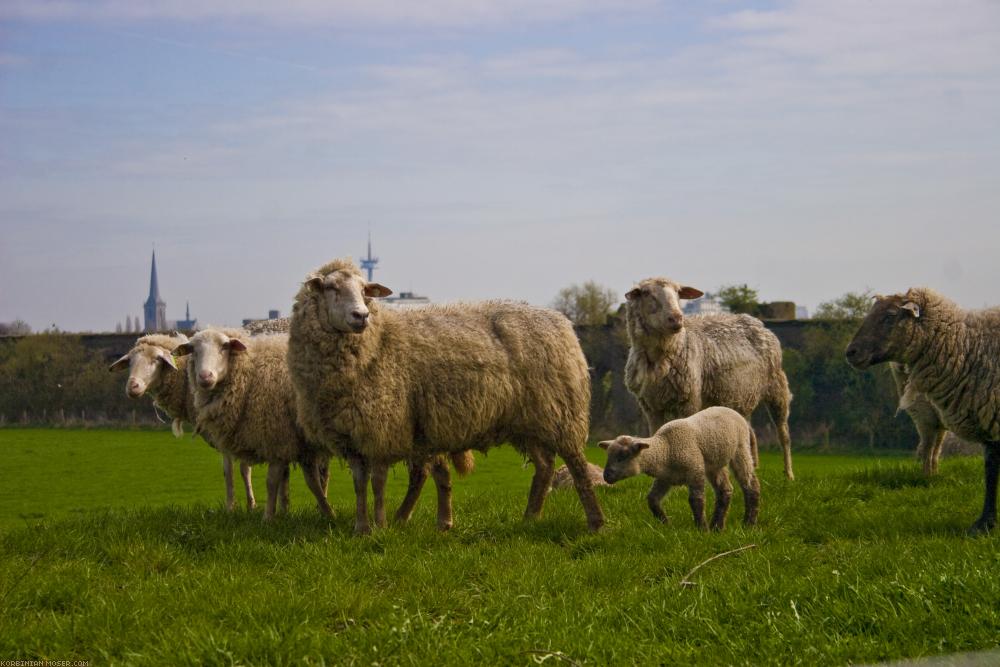 ﻿Das urbane Schaf. Vor der Skyline von Wesel.