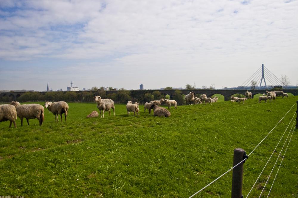 ﻿Das urbane Schaf. Vor der Skyline von Wesel.