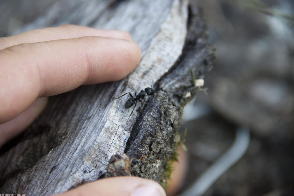 ﻿Neu hier: Im Nussbaumstumpf wohnt jetzt ein Volk ziemlich großer, schwarzer Ameisen. Die große schwarze Hummel vom letzten Jahr war leider nicht mehr da.