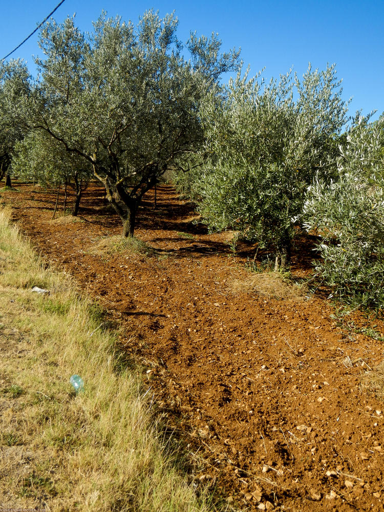 ﻿Istrien. Rote Erde mit Olivenbäumen.