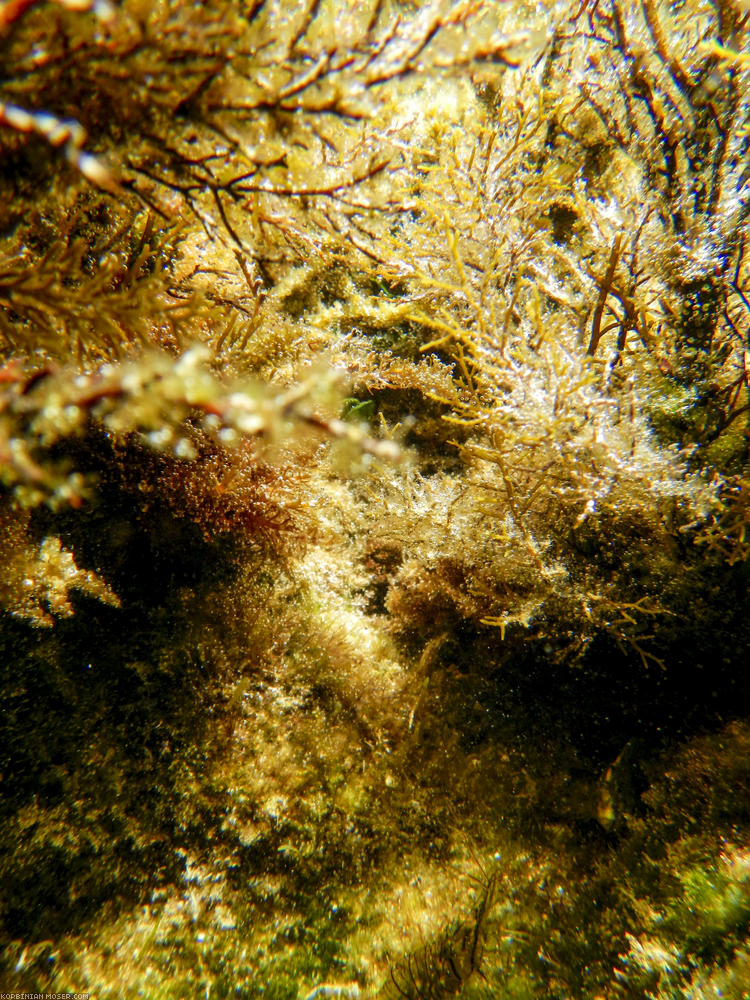 ﻿Faszinierende Unterwasserwelt. Die Anschaffung des wasserdichten Fotoapparats hat sich gelohnt.