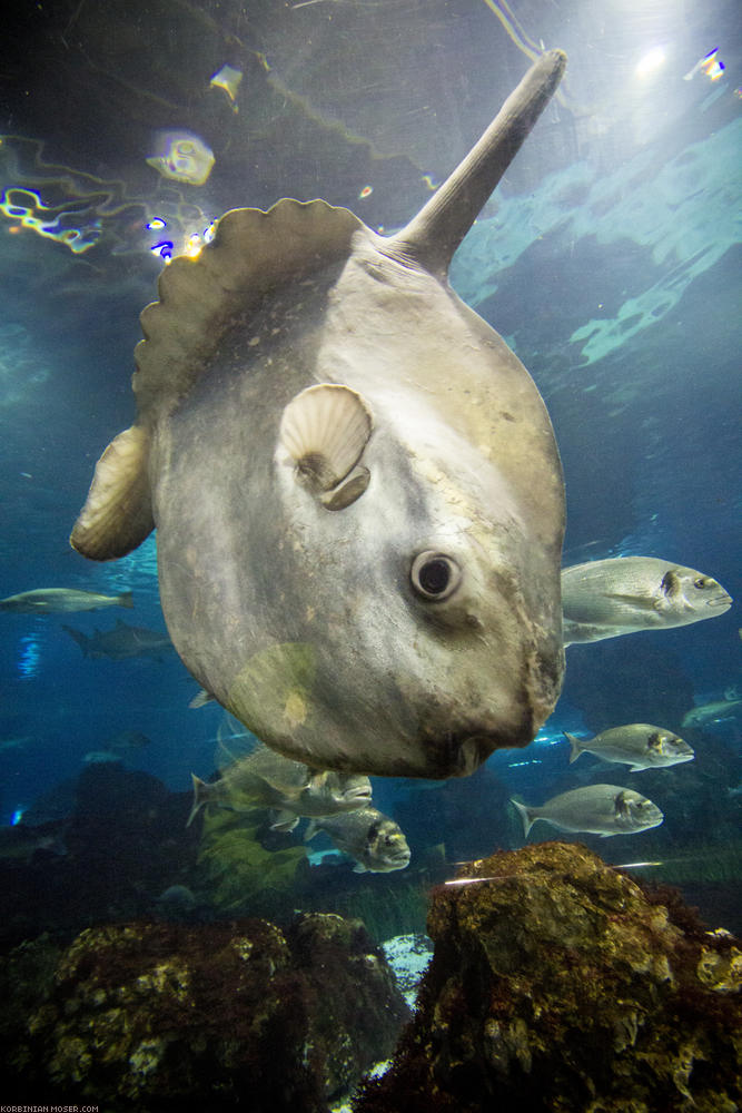 ﻿Barcelona Aquarium. Dieser riesige, merkwürdige Fisch scheint nur aus einem Kopf zu bestehen. Er ist sehr kontaktfreudig und schaut Korbinian beim Fotografieren mit seinen großen Augen verständnisvoll zu.