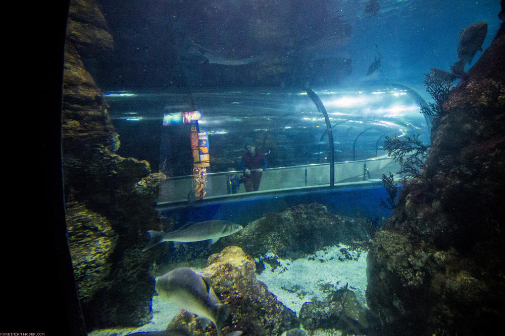 ﻿Barcelona Aquarium. Die Attraktion hier ist ein Glastunnel durchs Haifischbecken.