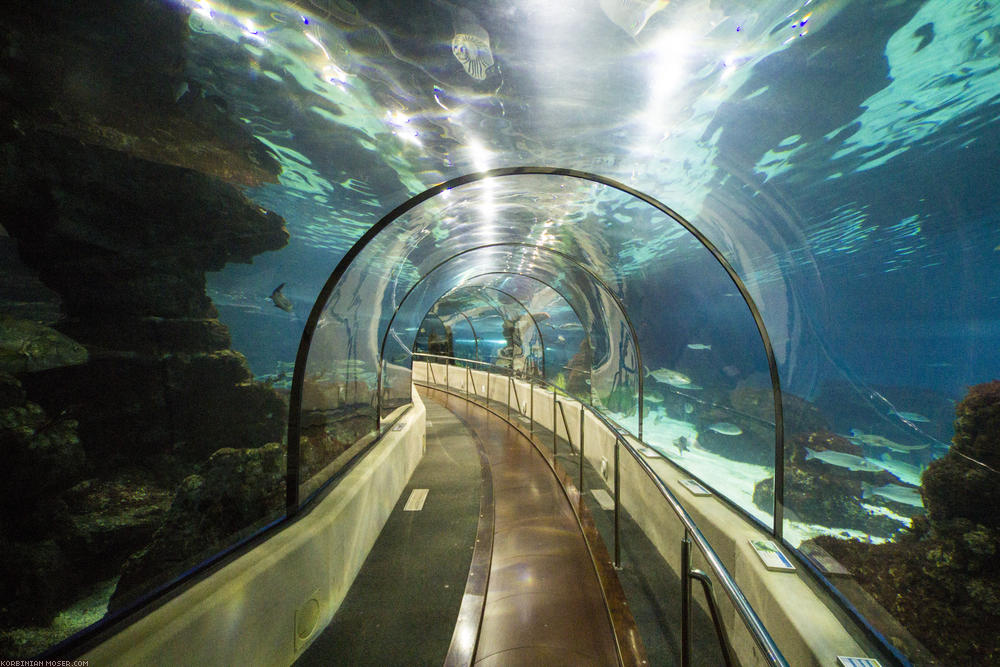 ﻿Barcelona Aquarium. Die Attraktion hier ist ein Glastunnel durchs Haifischbecken.