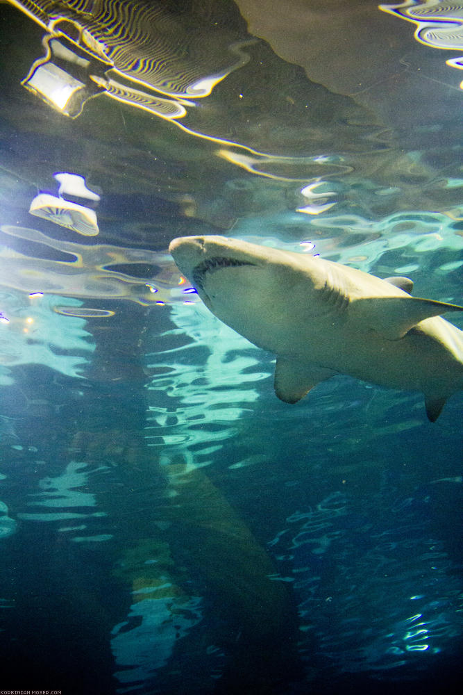 ﻿Im Glastunnel hat man die Möglichkeit, lebende Haie aus nächster Nähe und aus sehr interessanten Perspektiven zu betrachten.