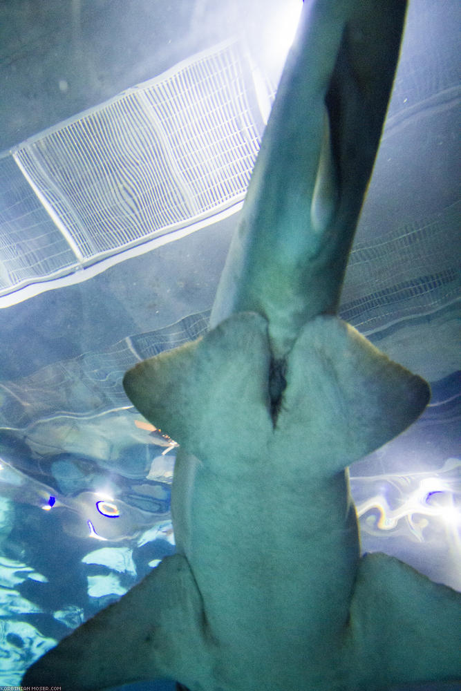 ﻿So sieht also ein Hai-Arschloch aus.
