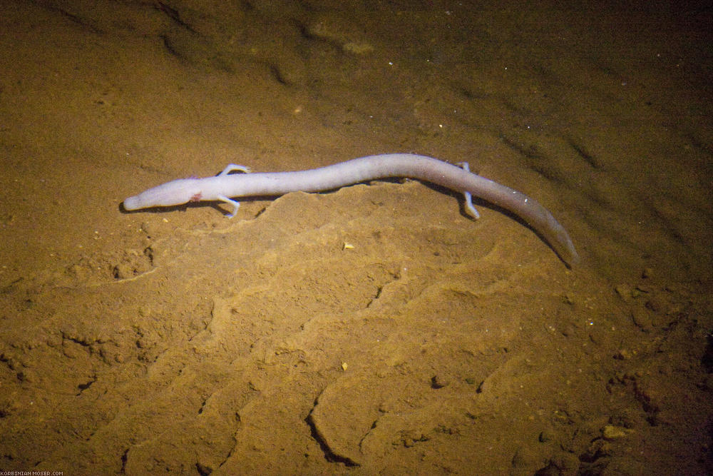 ﻿Jama Baredine. We even see an olm. These odd, blind, rare animals can live up to 100 years and are able to live up to 3 years without eating.