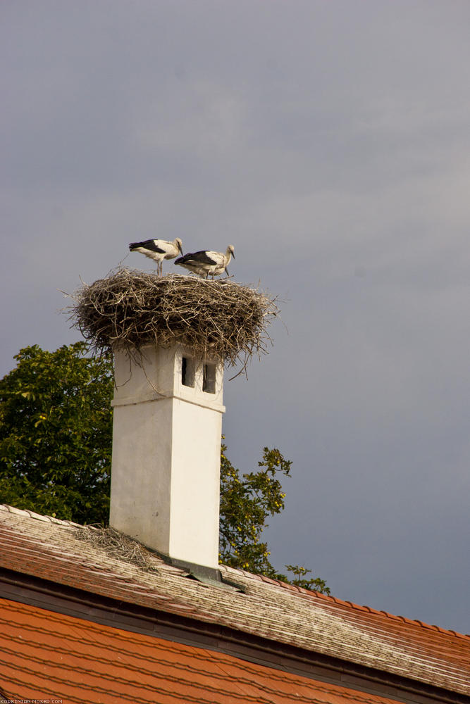 ﻿Storks on the roof are common here.