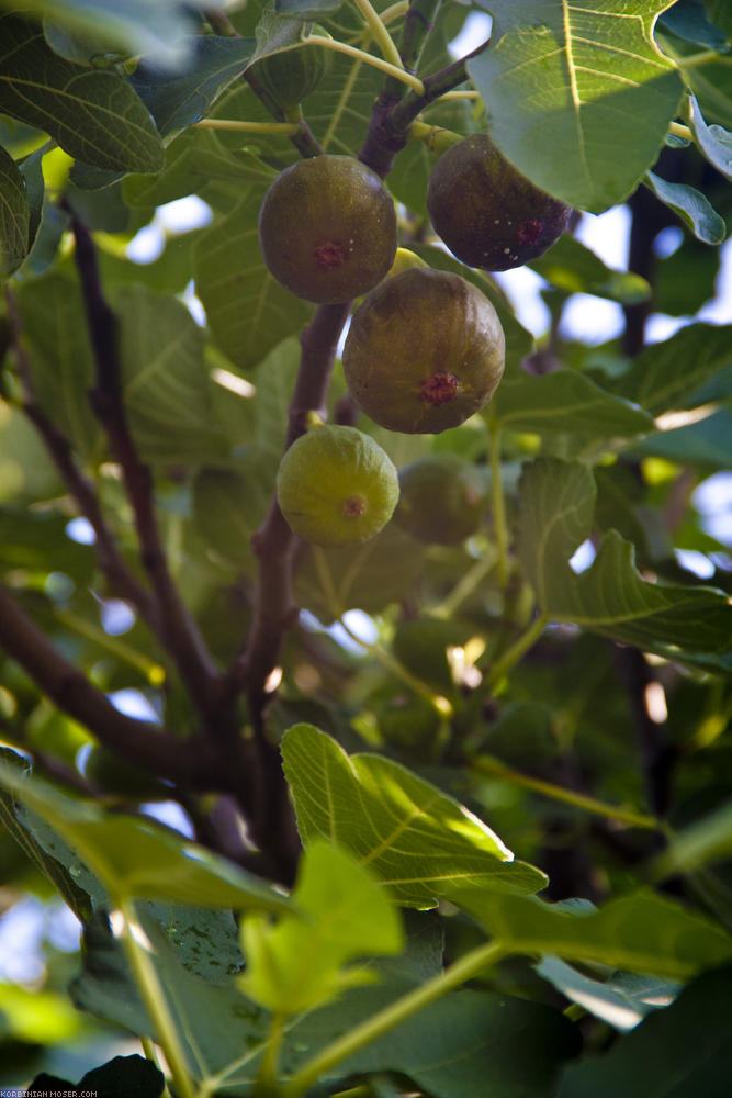 ﻿Plenty of fresh figs. Although we are too early again, we found a bush that already has ripe fruits.