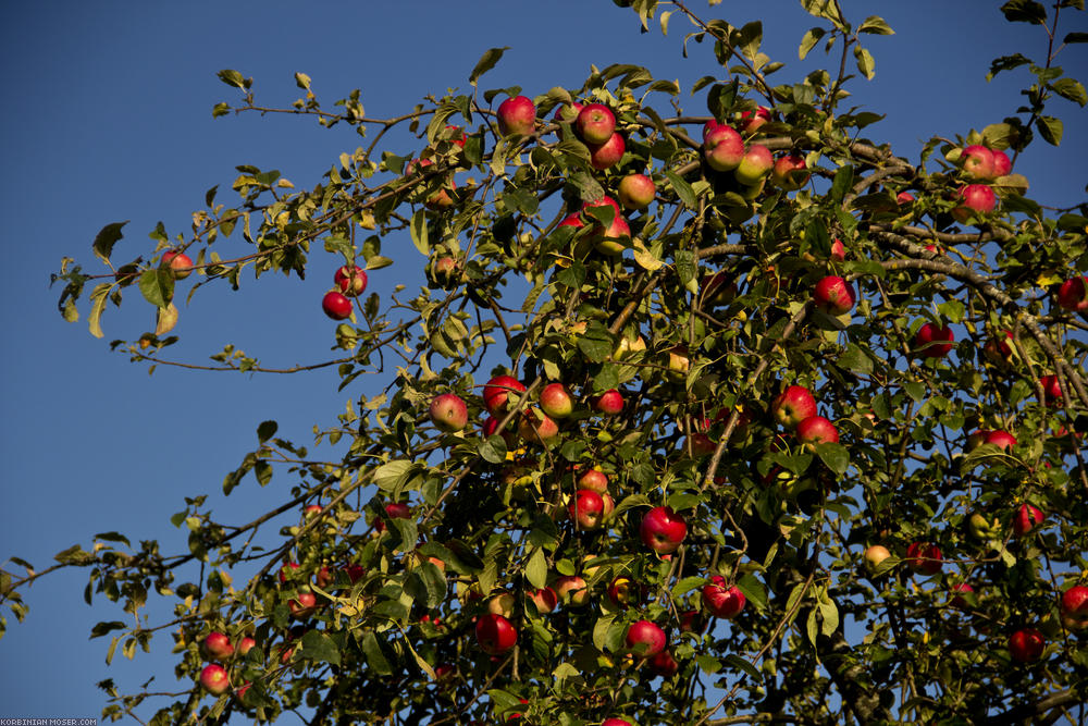﻿Good season. Ripe apples everywhere at the roadside.