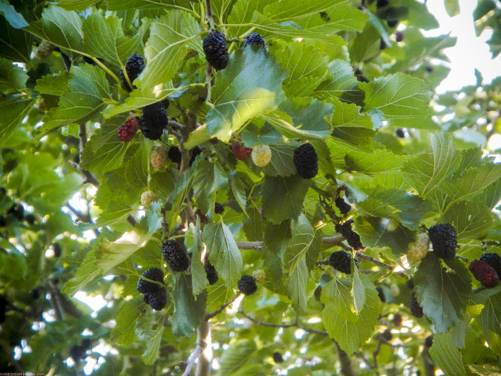 Blackberries that grow on trees? Without the Internet, we certainly wouldn't have tried the tasty mulberries. Might have been better for Judit - she had allergy scratchy throat after.