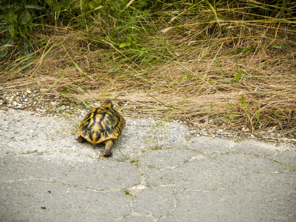 Wild turtles. At the first, we thought it was a runaway. But then we met more.