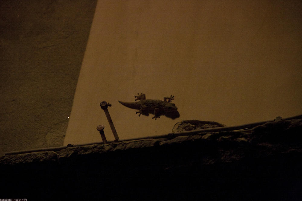﻿Egy gecko mászik a ház falán.