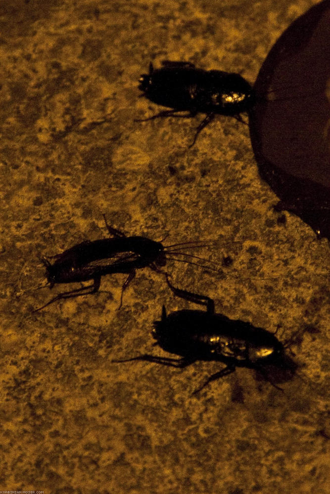 ﻿Èhes nagy méretű bogarak. Àlmosságunk megtörésére enni kezdünk az egyik parkolóban, hogy az éjszakát át tudjuk tekerni. Amint kipakoljuk kekszes dobozainkat, ezek a nagy állatok rohannak meg bennünket, vagyis ételmaradékainkat. Pillanatok alatt 20-an leszünk.