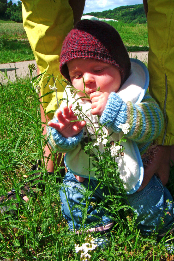 ﻿A kis botanikus. Mona szenvedélye a növények szájban történő tanulmányozása. ;-)