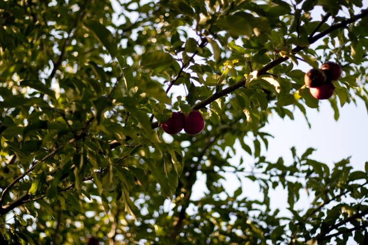 ﻿Korbinians Projekt 1. Alle Obstbäume beschneiden.