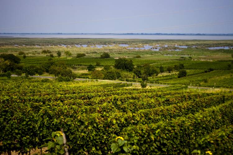 ﻿Auf dem Rückweg. Am Neusiedler See ist eine sehr schöne Gegend zum Radeln.