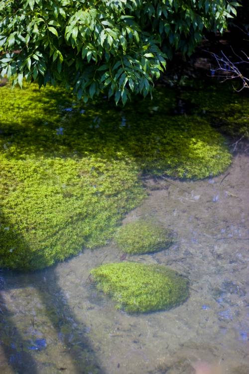 ﻿Sauber. Dieser Bach hat so schön klares Wasser...