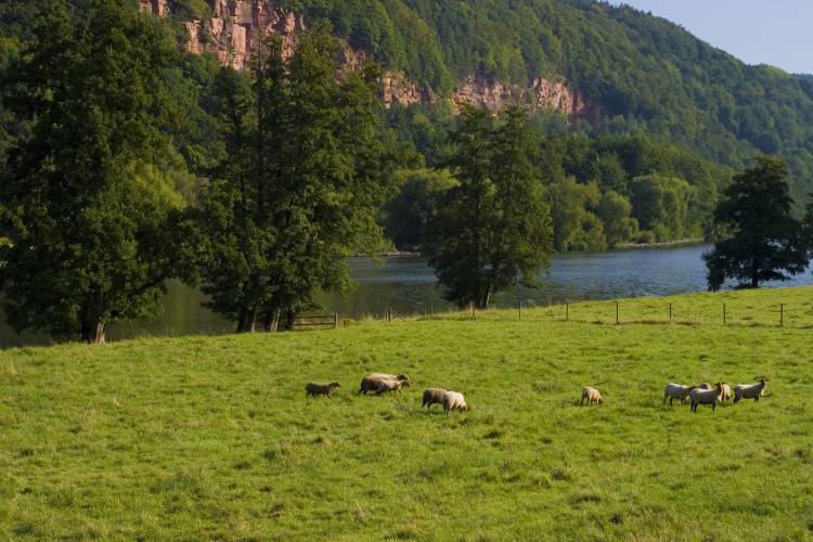 ﻿Warum in die Ferne schweifen? Das obere Maintal ist auch wunderschön!