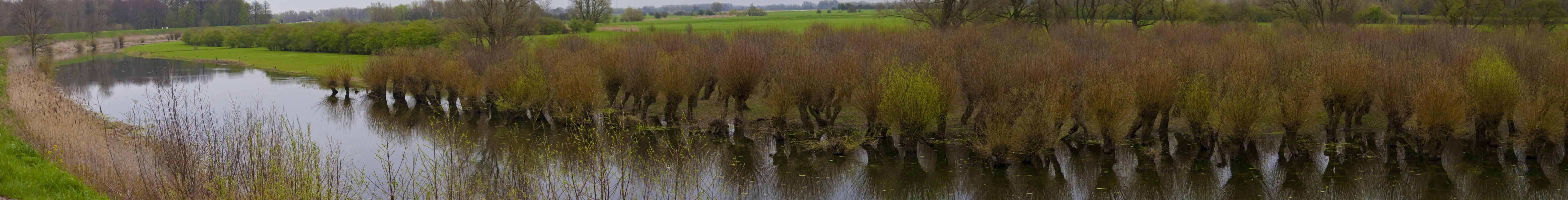 ﻿Bürstenschnitt. In Holland werden fast alle Weiden gnadenlos zurechtgestutzt, deswegen sehen sie so aus. Was ne Arbeit... haben die Holländer zu viel Zeit?