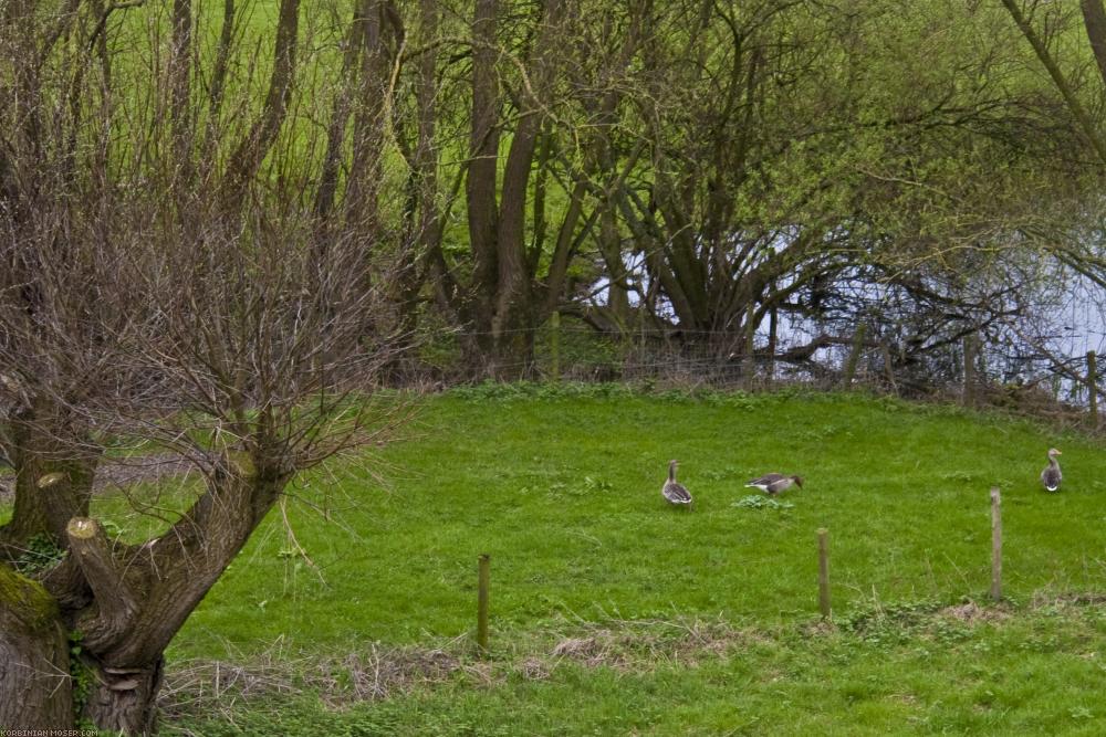 ﻿Vogelparadies. Wir haben noch nie so viele Wildgänse, Fasane und andere Vögel gesehen und gehört, wie während dieser Tour.