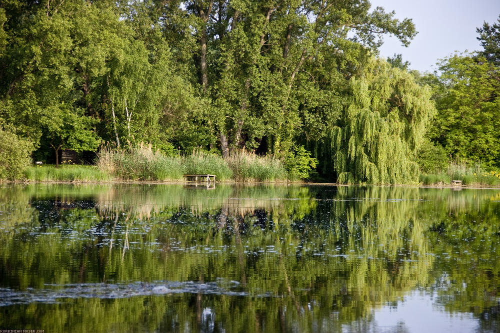 ﻿...bei Leimersheim. Hinten in dem Gebüsch auf der anderen Seeseite steht ein kleines Häuschen ohne Wasser und Strom, dort hat Korbinian einige der glücklichsten Wochen seiner Kindheit verbracht. Korbinian schwimmt rüber. Das Boot, in dem er damals 90% der Zeit auf dem See herumgetrieben war, ist heute leider nicht mehr da.