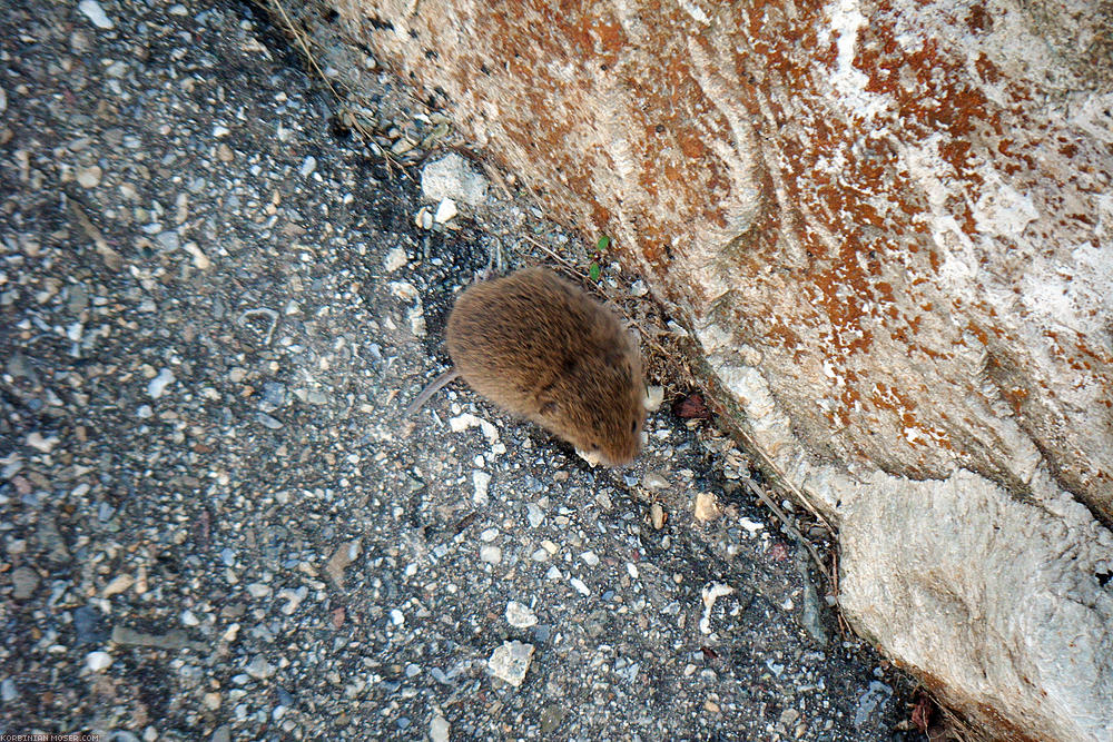 ﻿Wie unvorsichtig. Diese Maus hat Glück, dass wir keine Raubvögel sind.