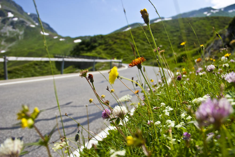 ﻿Blumen auf der Alm.