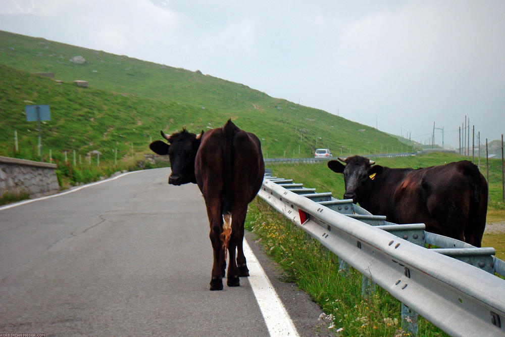 ﻿... stehen Kühe auf der Straße.