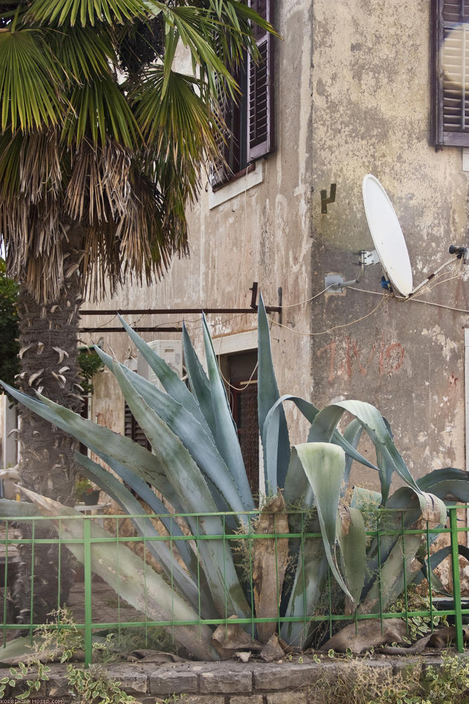 ﻿Riesenkrake. Die Aloe Vera in diesem Vorgarten ist schon fast beängstigend.