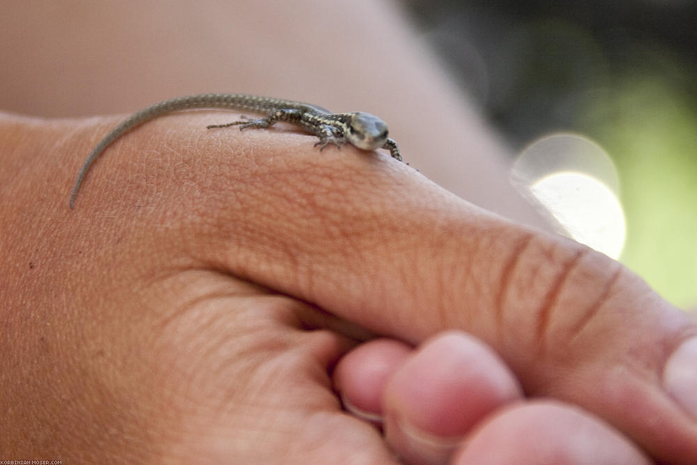 ﻿Reptilienfreund Korbinian. Diesmal mit einer goldigen kleinen Eidechse, die überhaupt keine Angst zu haben scheint.