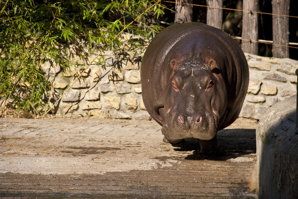 ﻿Pécs. Zoo.