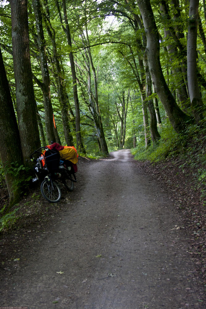 ﻿Hier geht der Weg besonders schön durch den Wald.