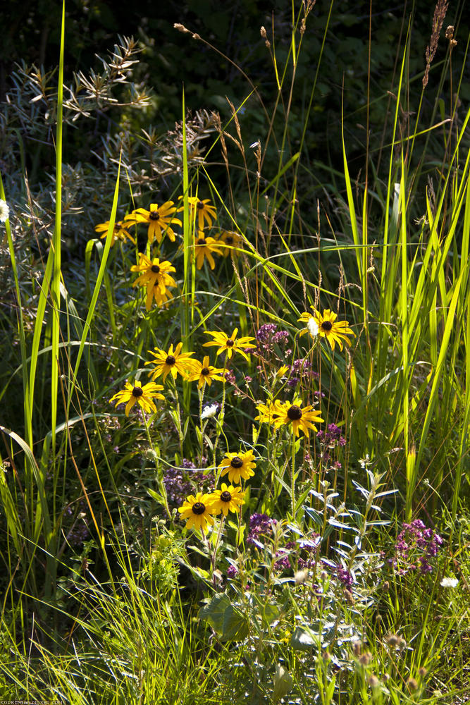 ﻿Sonnenhüte. Am Wegesrand blühen tausende dieser schönen gelben Blumen.