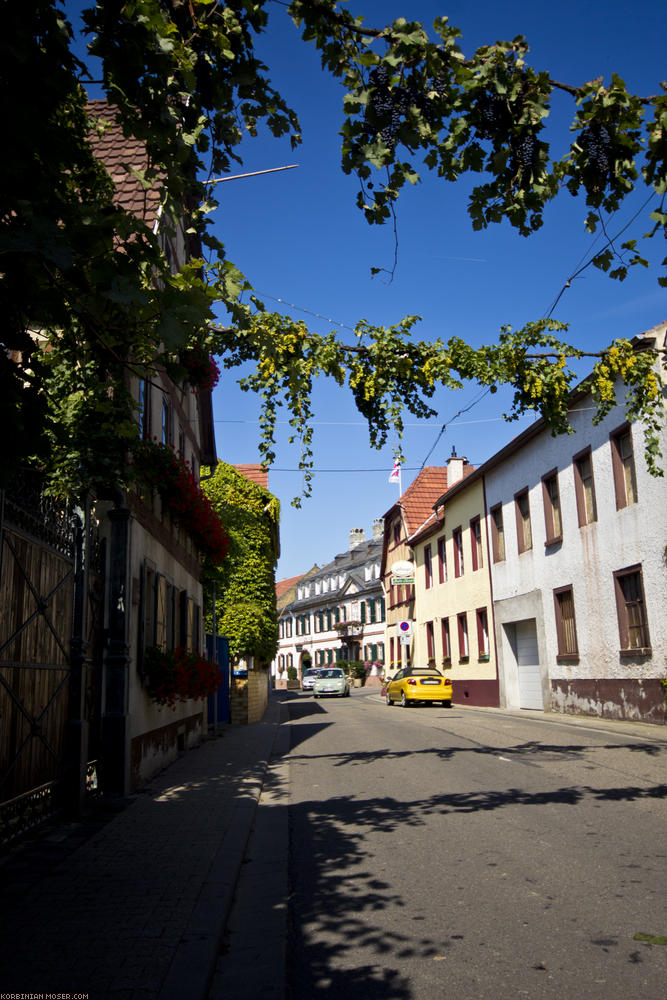 ﻿Rheingau. Schon sehr bald fahren wir durch Weinberge und Weindörfer.