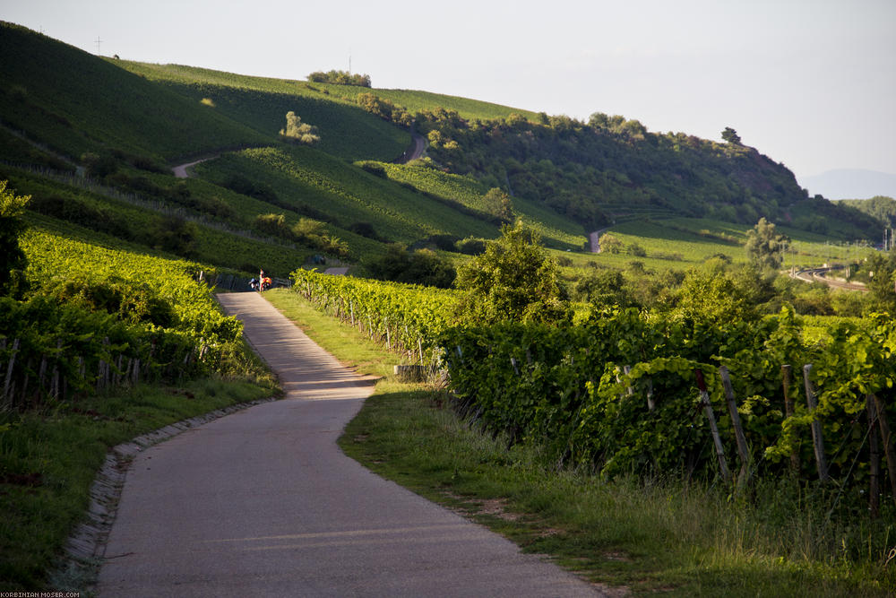 ﻿Rheingau. Schon sehr bald fahren wir durch Weinberge und Weindörfer.