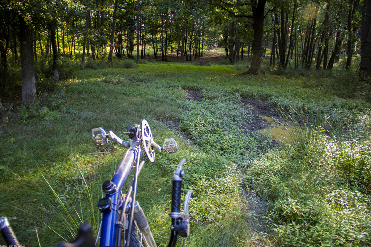 ﻿Dieses Jahr keine Mega-Radtour. Korbinian erkundet stattdessen die Wälder rund um Barcs mit seinem geländegängigen 26-Zöller. Es begegnen einem sehr viele Hirsche hier, teilweise sogar in großen Herden. Leider war der Fotoapparat nie schnell genug zur Hand.