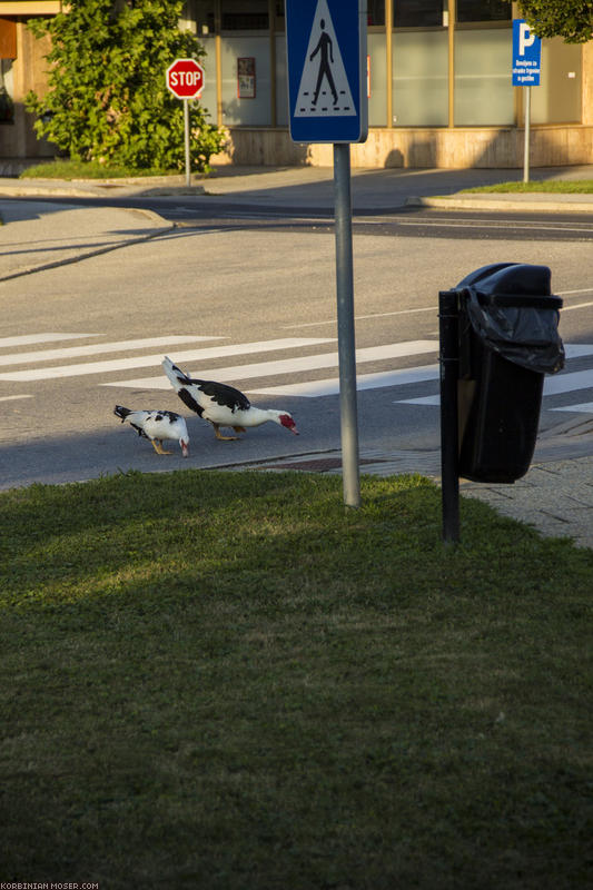 ﻿Wildwechsel. Die Enten hier im Dorf benutzen den Zebrastreifen.