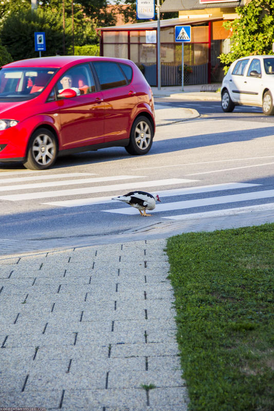 ﻿Wildwechsel. Die Enten hier im Dorf benutzen den Zebrastreifen.