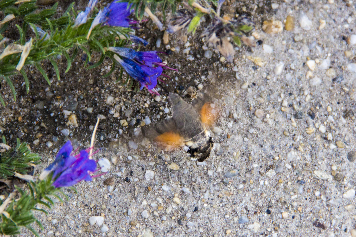 ﻿Taubenschwänzchen. Dieser Schmetterling fliegt und sieht aus wie ein Kolibri.