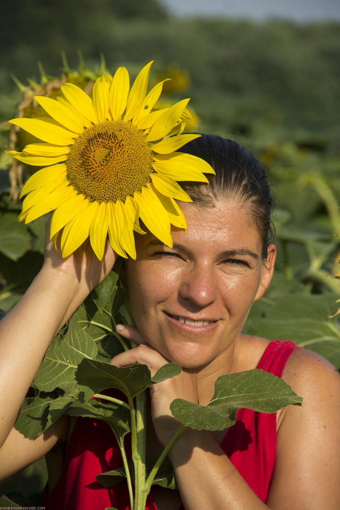 ﻿Obligatorisch. Das Sonnenblumen-Bild. Diesmal mit Kinga.