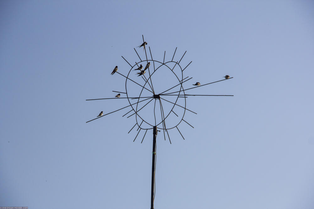 ﻿Wetterstation? Schwalben auf Antenne.