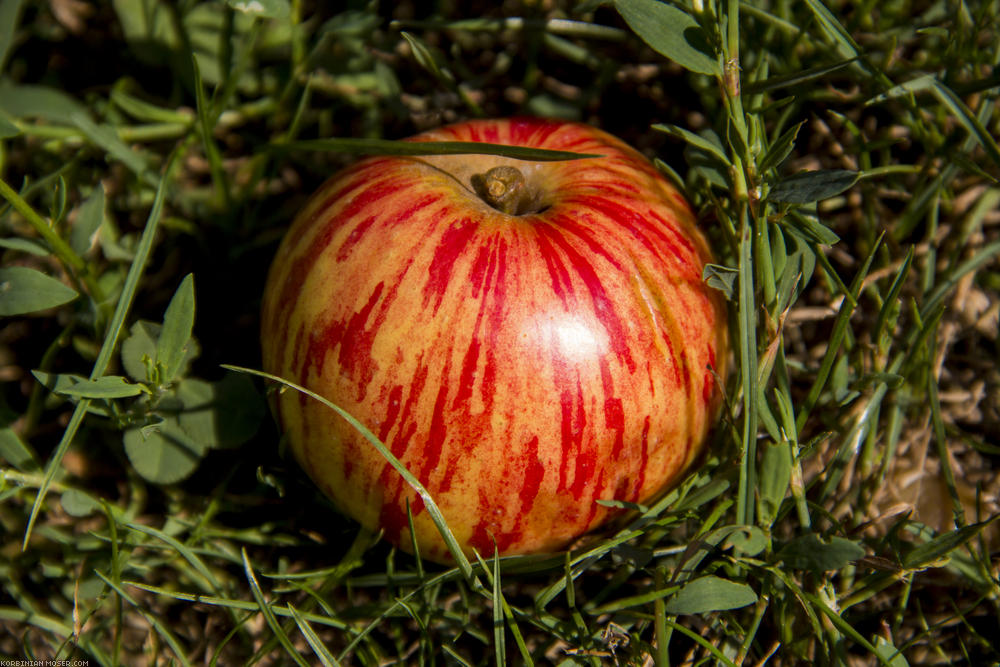 ﻿Der perfekte Apfel.