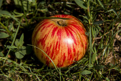 ﻿Ungarn. Sommerferien 2012.