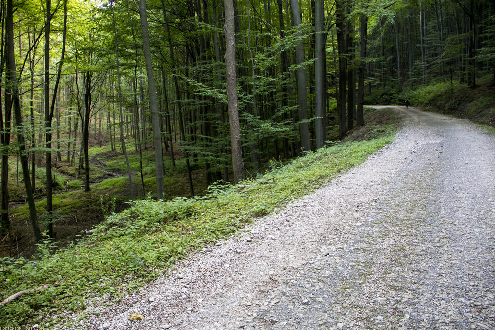 ﻿Risiko. Obwohl es langsam Abend wird, wagen wir uns auf einen steilen, relativ ungewissen Waldweg.