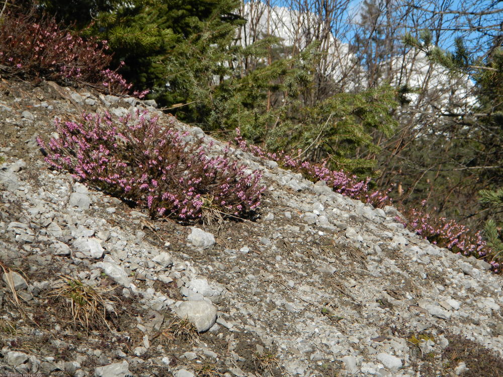 ﻿Frühling. An den sonnigen Stellen blühen schon die Blumen.