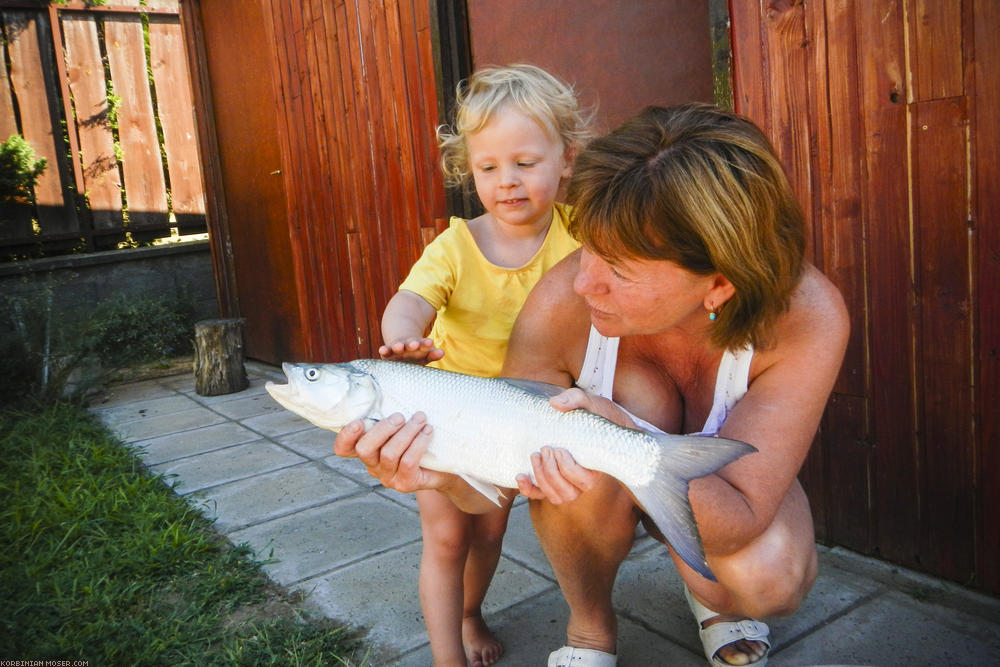 ﻿Faszinierend. Opa hat einen großen Fisch geangelt.