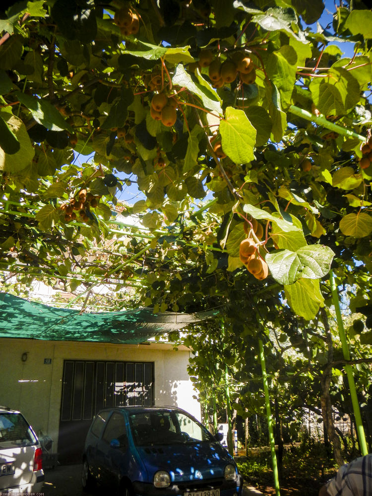 ﻿Prächtige Kiwis. Brauchen allerdings noch ein paar Wochen Sonne.