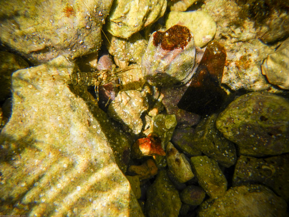 ﻿Faszinierende Unterwasserwelt. Die Anschaffung des wasserdichten Fotoapparats hat sich gelohnt.